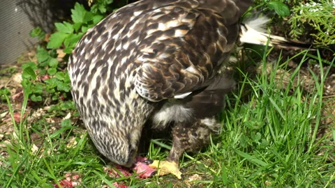 Golden eagle. Stock Footage 114302690