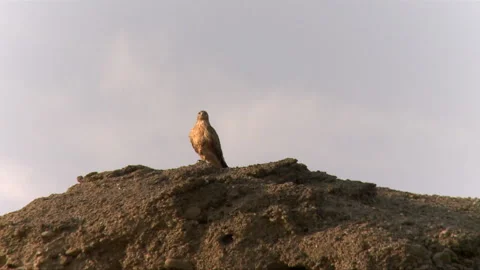 Golden eagle Stock Footage 202128569