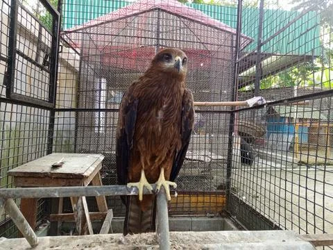 A golden eagle is glaring at its prey inside a cage. Stock Photos