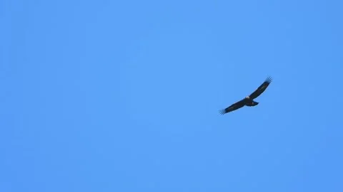 Golden Eagle. A Golden Eagle overhead   (Aquila chrysaetos) Stock Footage 163813122