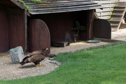 Golden eagle on the ground close-up Stock Photos