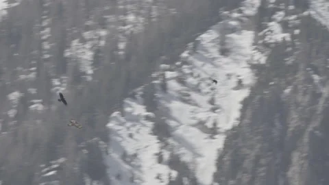 Golden eagle harrassed by crows in the Alps S-log, 4K available Video stock 321226484