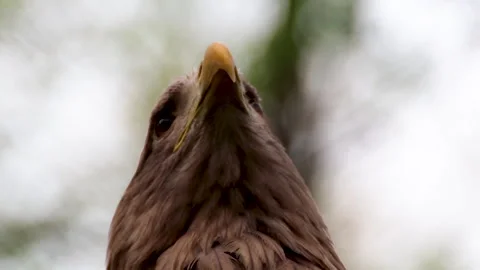 Golden eagle head close up, looking around Stock Footage 321690839