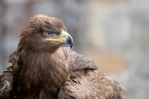Golden eagle head close-up Stock Photos