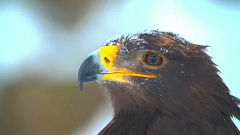 Golden eagle head closeup in winter snowfall cinematic wildlife clip. Stock-Footage 341131647