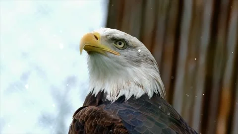 Golden Eagle Head with Flying Sparkling Particles Animation Stock Footage 330233593