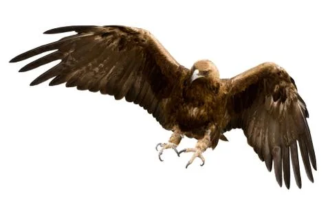 A golden eagle, isolated Stock Photos