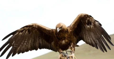 Golden eagle with its wings spread Stock Photos