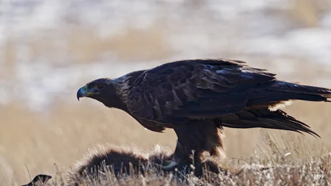 Golden Eagle looking up and around as it sits on roadkill Stock Footage 260285185