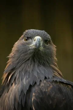 Golden eagle is looking in the cam Stock Photos