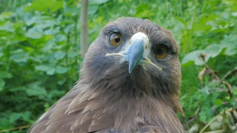 Golden eagle looking curious in Italian Alps with beautiful plumage 스톡 동영상 124232068