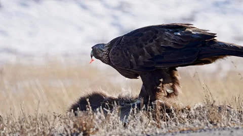 Golden Eagle looking up with deer meat it its beak Stock Footage 260285839