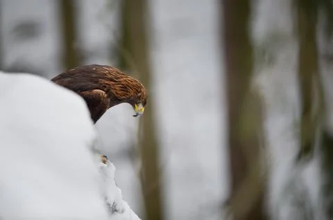 Golden eagle looking down from snowy cliff in the forest Stock Photos