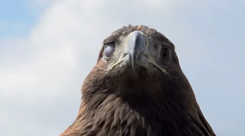 Golden Eagle Looks Around Stock Footage 40088617