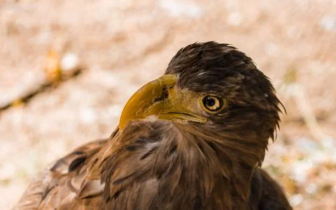 The golden eagle looks up in profile. Eagle head. Stock Photos