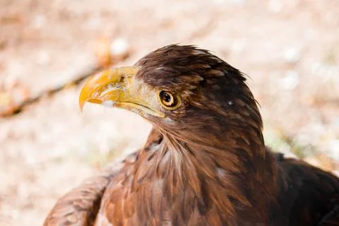 The golden eagle looks up in profile. Eagle head. Stock Photos