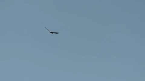 Golden Eagle Making Lazy Circle Stock Footage 72815146