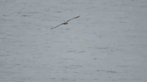 Golden eagle in norway Stock Footage 77430549