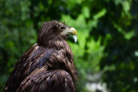 Golden eagle or eagle sits in the forest, shot close-up on a blurred green Stock Photos