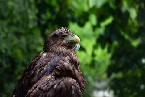 Golden eagle or eagle sits in the forest, shot close-up on a blurred green 스톡 사진