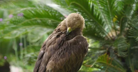 Golden eagle perched and preening at Jeju Flower Bird Park Hwajoowon Stock Footage 338414973
