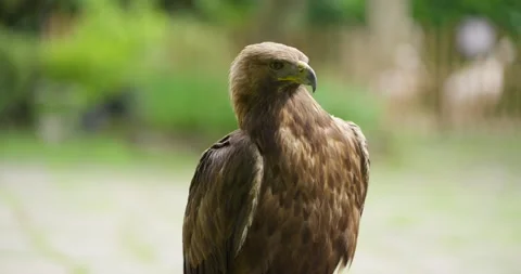 Golden eagle perched and turning head at Jeju Flower Bird Park Hwajoowon Stock Footage 338415360