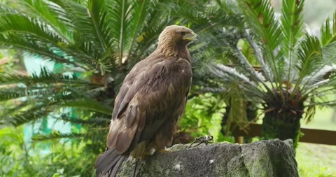 Golden Eagle Perched at Jeju Flower Bird Park Hwajoowon Stock Footage 341548995