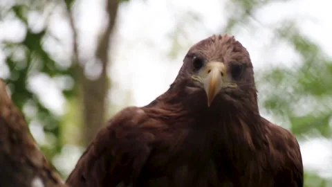Golden eagle perched on log, looking around and alert Stock Footage 321691307