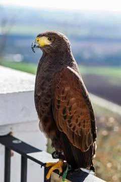 Golden eagle perched on a rail Stock Photos