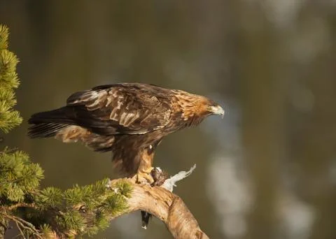 Golden eagle perched on tree with it's kill Stock Photos