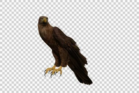 Golden Eagle perched with wings folded side view, 3D illustration isolated on Illustrazione stock