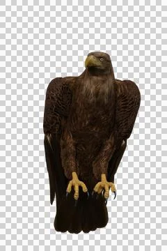 Golden Eagle perched with wings folded front view, 3D illustration isolated o Stock Illustration