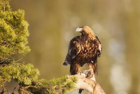 Golden Eagle perching on a pine tree branch Stock Photos
