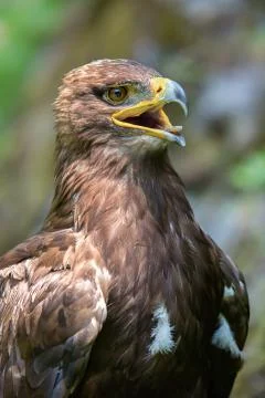Golden Eagle Stock Photos