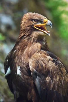 Golden Eagle Stock Photos