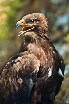 Golden Eagle Stock Photos