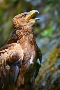 Golden eagle Stock Photos