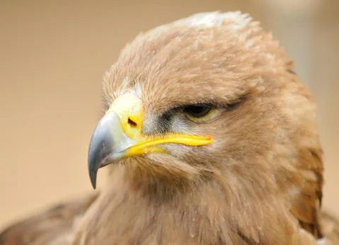 Golden eagle Stock Photos