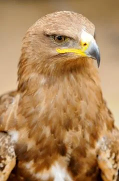 Golden eagle 写真素材