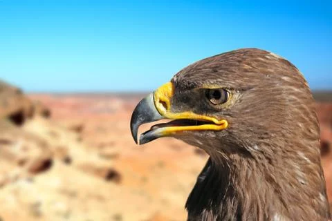 Golden eagle Stock Photos