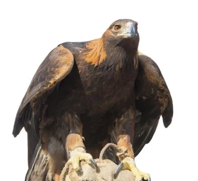 Golden eagle Stock Photos