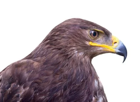 Golden eagle Stock Photos