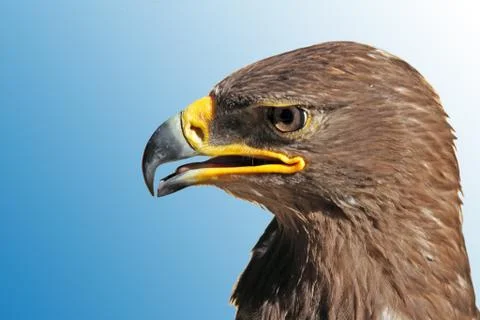 Golden eagle Stock Photos
