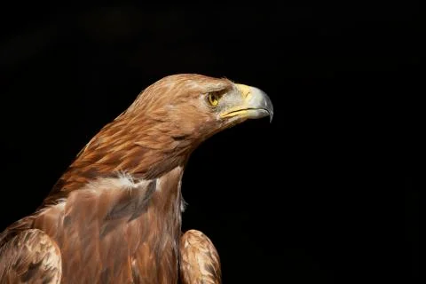 Golden eagle Stock-Fotos