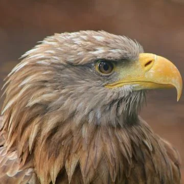Golden Eagle Stock Photos
