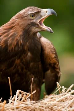 Golden Eagle Stock Photos