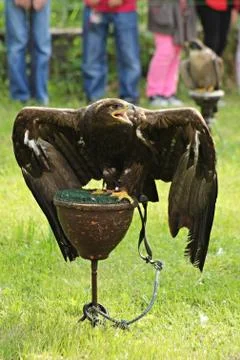 Golden Eagle Stock Photos