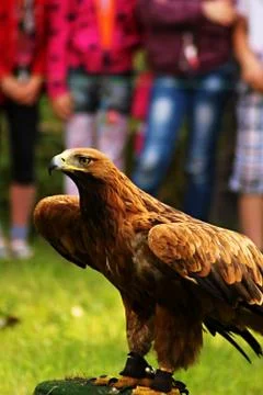 Golden Eagle Stock Photos