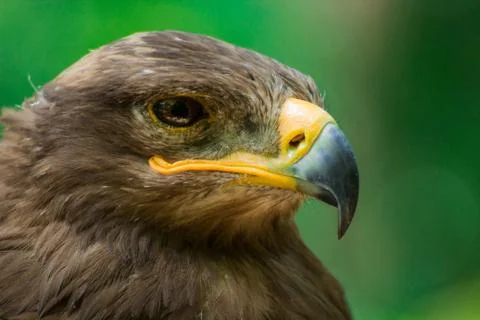 Golden eagle Stock Photos