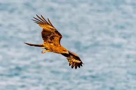 The Golden Eagle Stock Photos